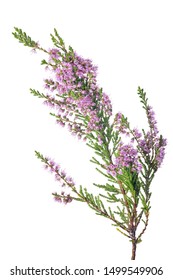 heather with pink flowers isolated on white background