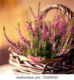 Heather Plant In Basket