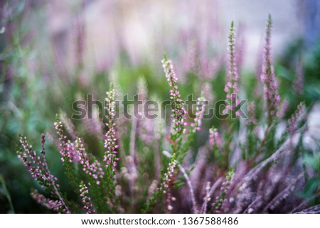 Similar – rosa Blüten von calluna vulgaris auf einem Feld bei Sonnenuntergang