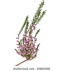 heather with purple flowers isolated on white background