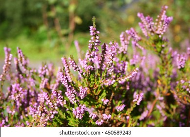 Heather In Scotland