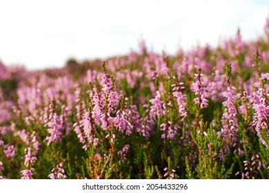 Heather In The Scottish Highlands