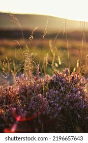 Heather With Sun Shining Through And Lens Flair 