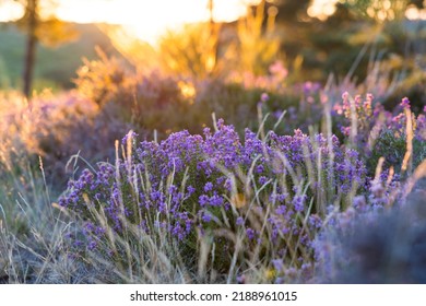 Heather at sunrise on the summit of Mont Caroux in the Haut-Languedoc Regional Nature Park