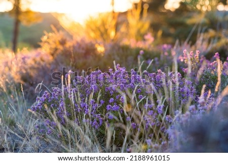 Heather at sunrise on the summit of Mont Caroux in the Haut-Languedoc Regional Nature Park