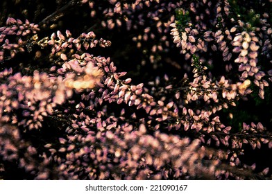 Heather texture