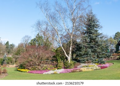 Heathers and birch tree in a winter garden - Shutterstock ID 2136210179