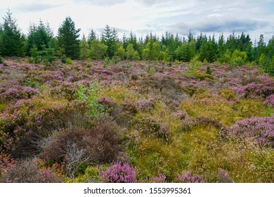 Heathers And Coniferous Forest In Northern Scotland