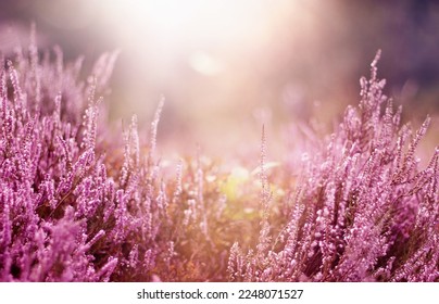 Heathers flowers. Spring and autumn pink flowers - Powered by Shutterstock