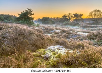 Heathland in hilly terrain on a cold morning with hoarfrost in november, Drenthe Province, the Netherlands. Landscape scene in nature of Europe,