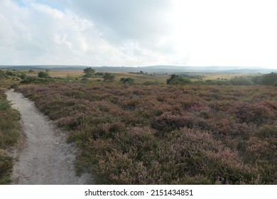 Heathland In Isle Of Purbeck, Dorset, England, UK