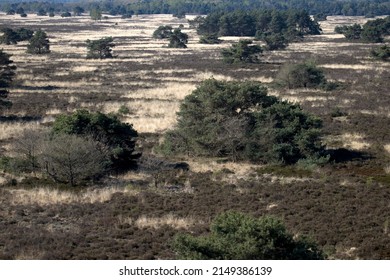 Heathland landscape seen from lookout tower Speelweide Stakenberg, Netherlands
