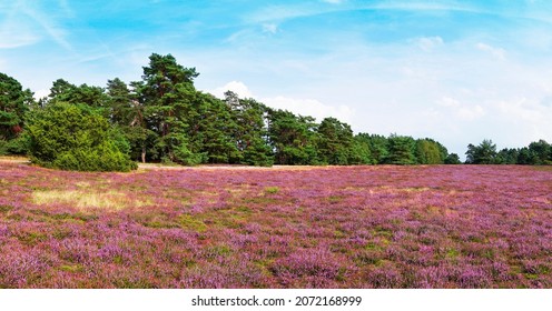 Heathland of the Misselhorn Heath near Hermannsburg. Natural park. Südheide. Landscape with blooming heather plants near the Lüneburg Heath.
