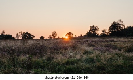 Heathland with trees early at sunset
