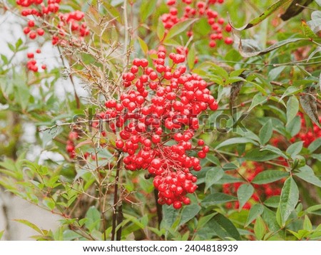 Heavenly bamboo (Nandina domestica) Evergreen shrub with beautiful pinkish-red to green lacy foliage and abundant clusters of brigt red berries on arching branches cane-like