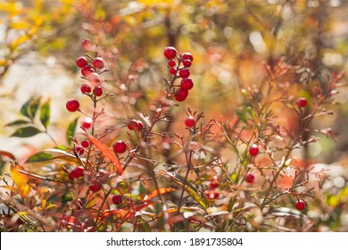 Heavenly Bamboo Plant With Ripe Red Berries In Winter In California