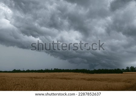 Heavy dark thunderstorm clouds over yellow wheat rye fields landscape. Severe weather, hurricane, heavy rain, strong winds, tornadoes concept. Southern Ontario, Canada.