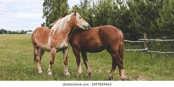 A heavy draft horse, horses with foals grazing in a meadow. A beautiful animal in the field in summer. A herd of horses in nature. Banner. - Powered by Shutterstock