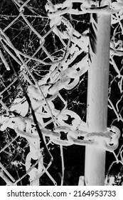 A heavy duty metal chain locking a fence closed as a strong measure of security and protection in black and white film negative.