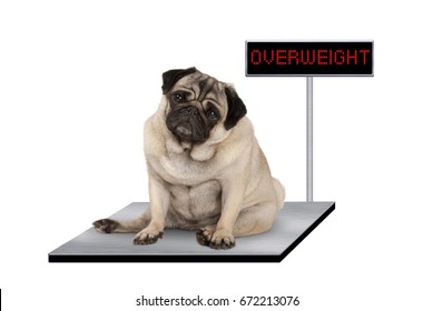 heavy fat pug puppy dog sitting down on vet scale with overweight LED sign, isolated on white background