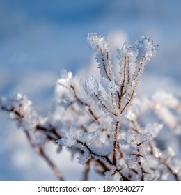 Heavy Frost On The Grass, Tahoe National Forest