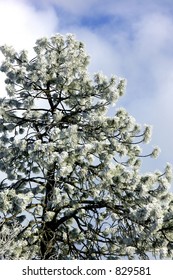 Heavy Frost On Jack Pine Tree Against Blue Sky