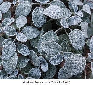 Heavy Frost on Sage Leaves - Powered by Shutterstock