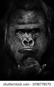 Heavy gaze of strong dominant male gorilla, face close up, black and white photo