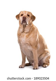 heavy golden labrador dog on white background