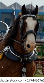 Heavy Horse. Clydesdale Horse Pulling Wagon At Country Show.