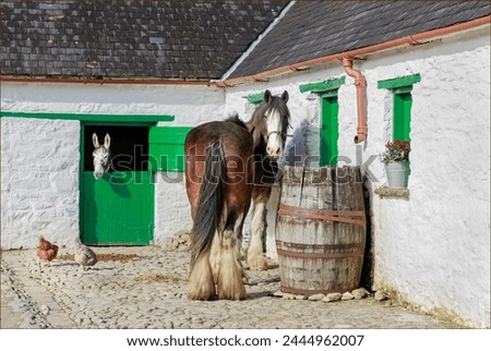 Heavy horse, donkey and chickensin a farm yard against white washed walls