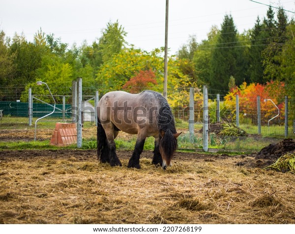 heavy horse. Horses that farmers use in\
agricultural work. Belgian horse in\
paddock