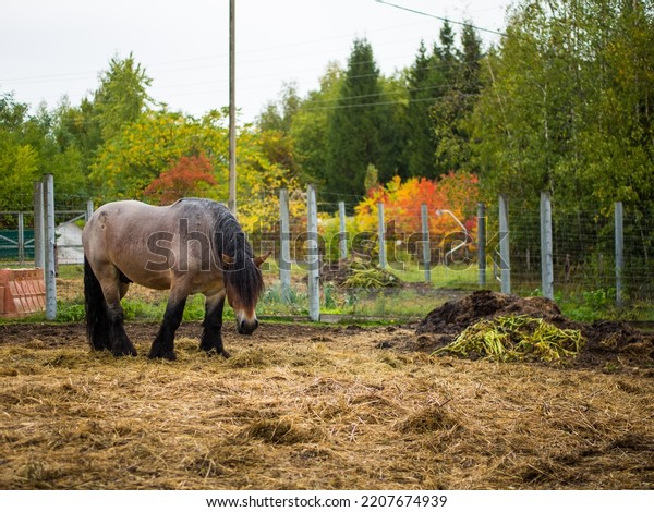 heavy horse. Horses that farmers use in\
agricultural work. Belgian horse in\
paddock