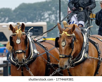 Heavy Horse. Suffolk Punch Horses Pulling Wagon At Country Show.