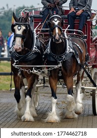 Heavy Horses. Shire Horses Pulling Wagon At Countryside Show.