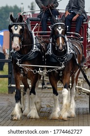 Heavy Horses. Shire Horses Pulling Wagon At Countryside Show.