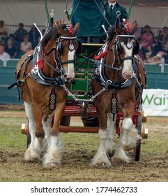 Heavy Horses. Shire Horses Pulling Wagon At Countryside Show.