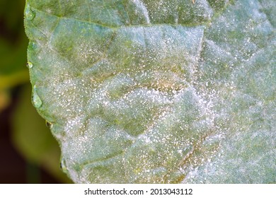 Heavy infection of powdery mildew on melon (Sphaerotheca fuliginea) in Japan