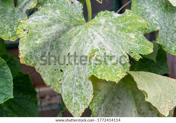 Heavy Infection Powdery Mildew On Cucumber Stock Photo 1772414114 ...