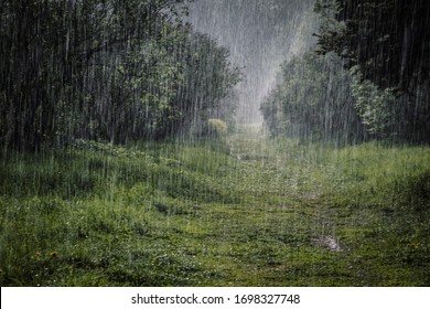 Heavy Rain In The Botanical Garden