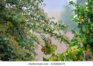 Heavy Rain In A Garden