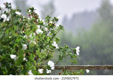 Heavy Rain In A Garden