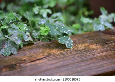 Heavy Rain In A Garden