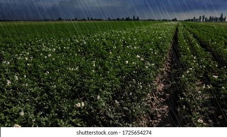 Heavy Rain Over Field With Blooming Potato Bushes On Grey Day