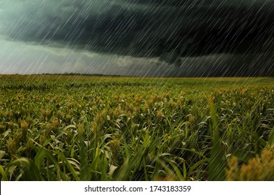 Heavy Rain Over Green Corn Plants In Field On Grey Day