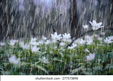 Heavy Rain Over Spring Forest. Carpathian Spring Flowers.