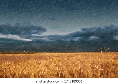 Heavy Rain Over Wheat Field On Grey Day