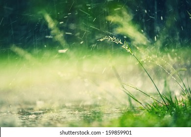 Heavy Rain In Park - Selective Focus On Grass