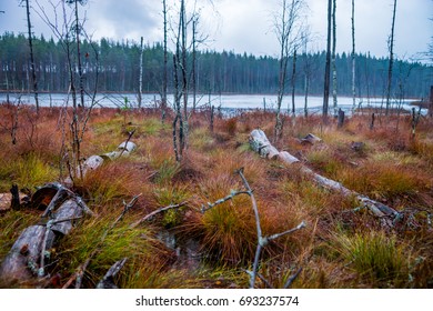 Heavy Rain at Swamp with Fallen and Dried Trees - Powered by Shutterstock