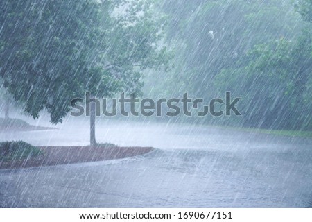 heavy rain and tree in the parking lots        